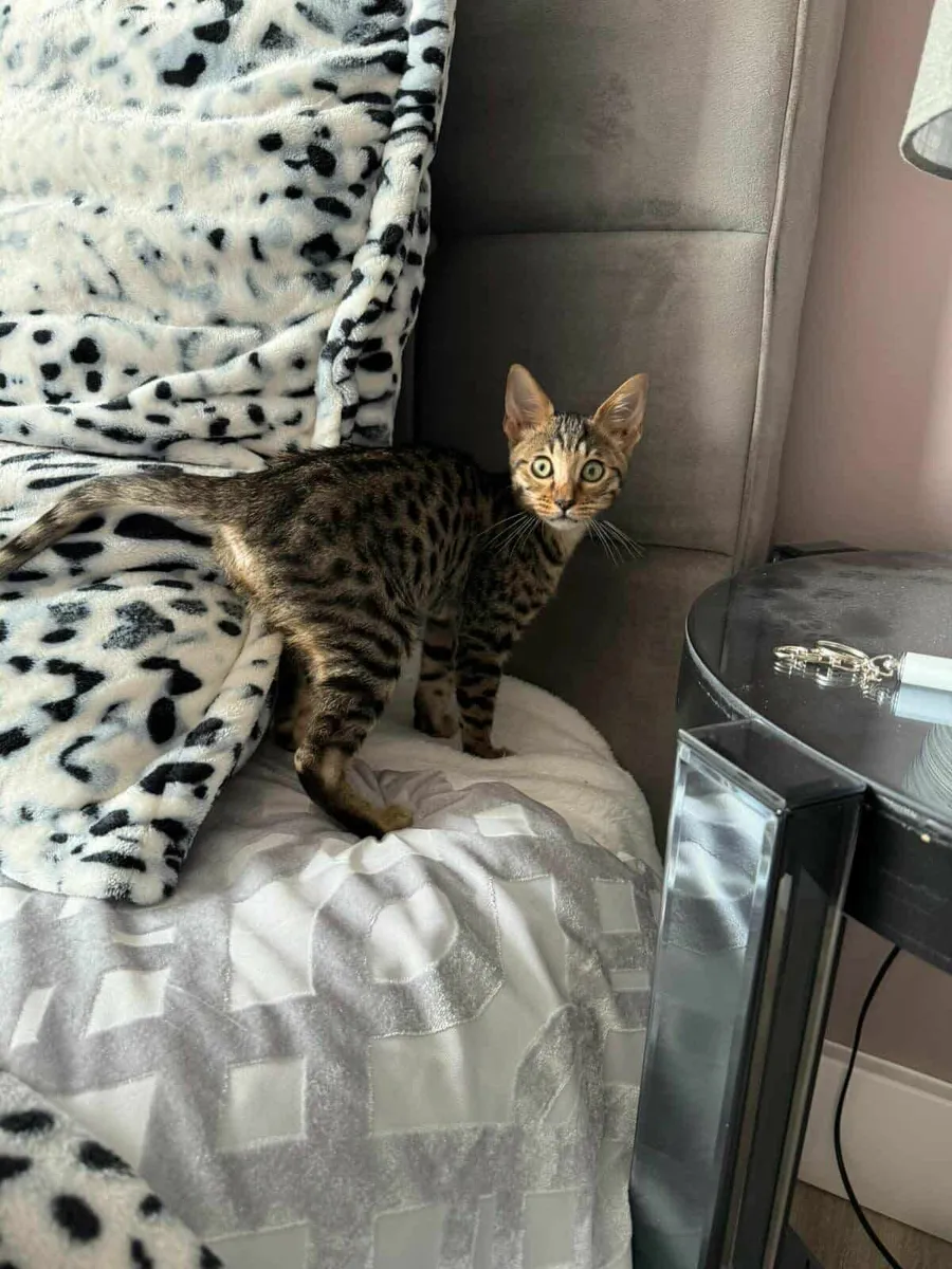 Savannah kitten Samira  for sale - Image 2