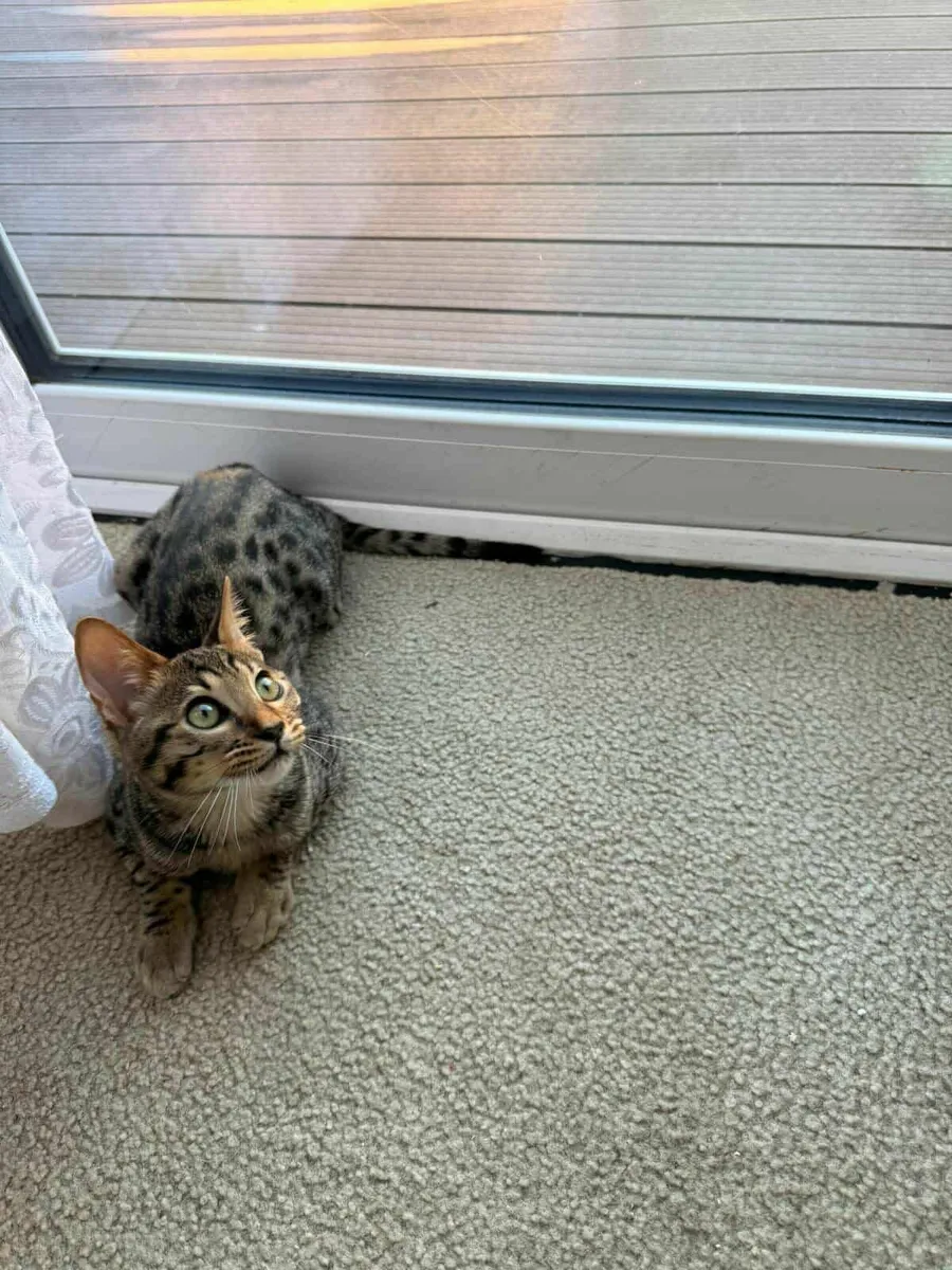 Savannah kitten Samira  for sale - Image 3