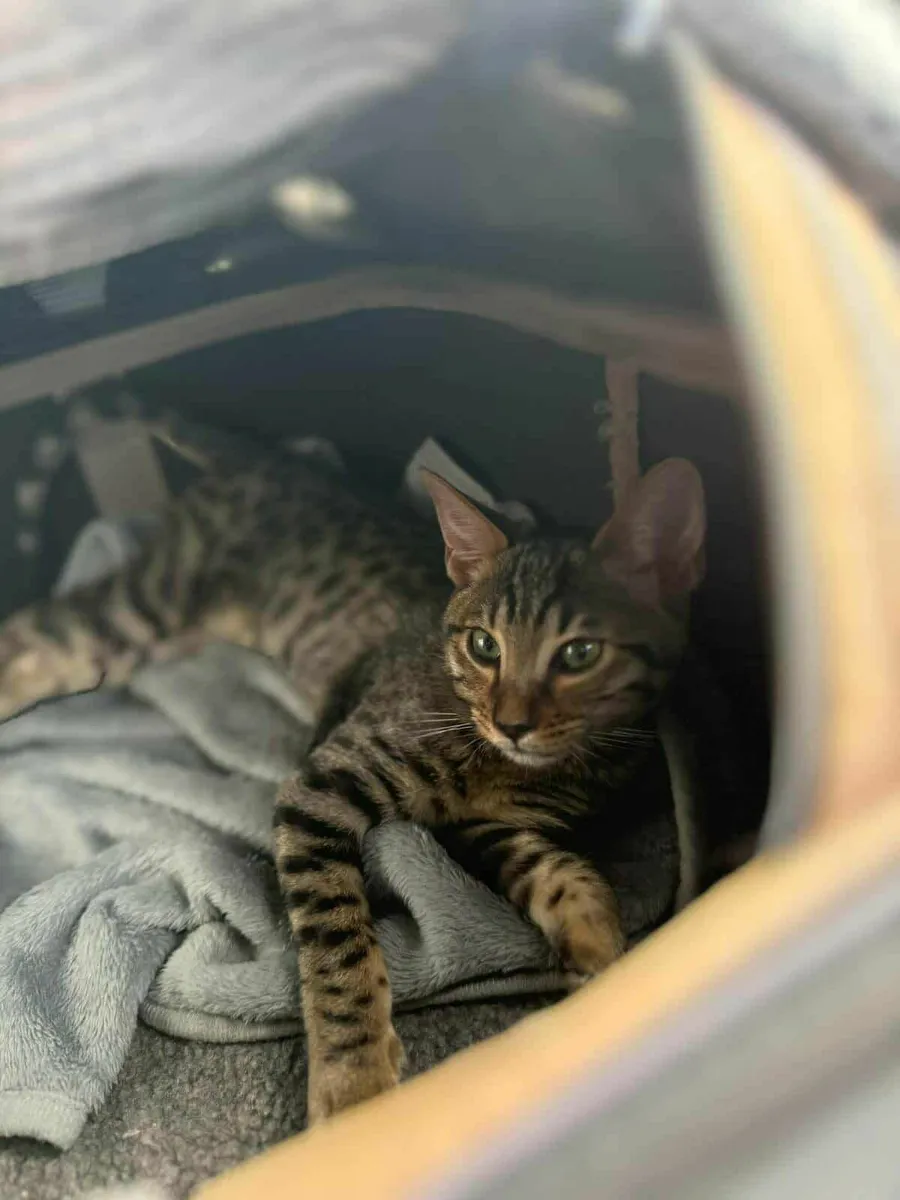 Savannah kitten Samira  for sale - Image 4