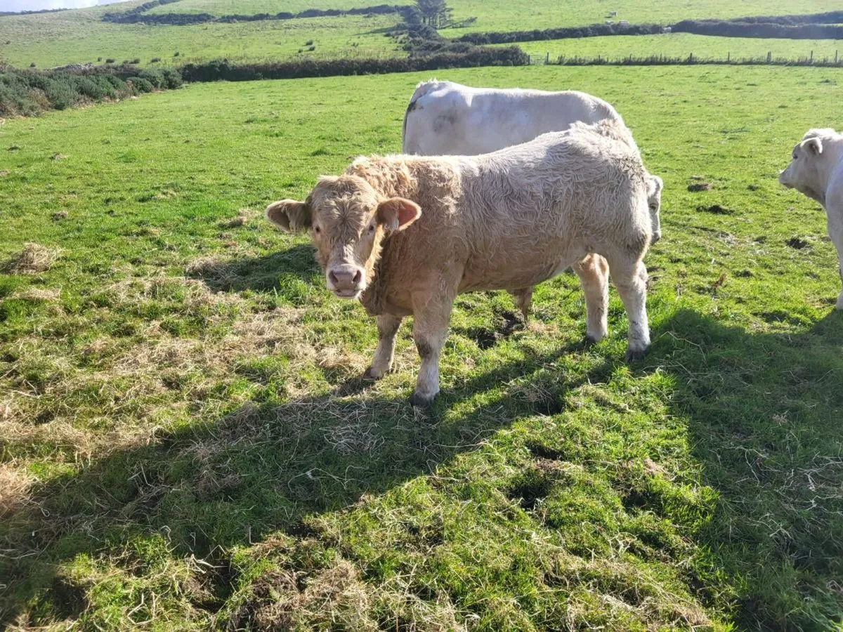 Weanling bulls - Image 1