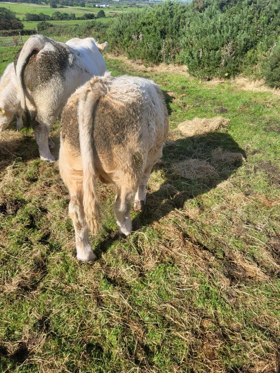 Weanling bulls - Image 2