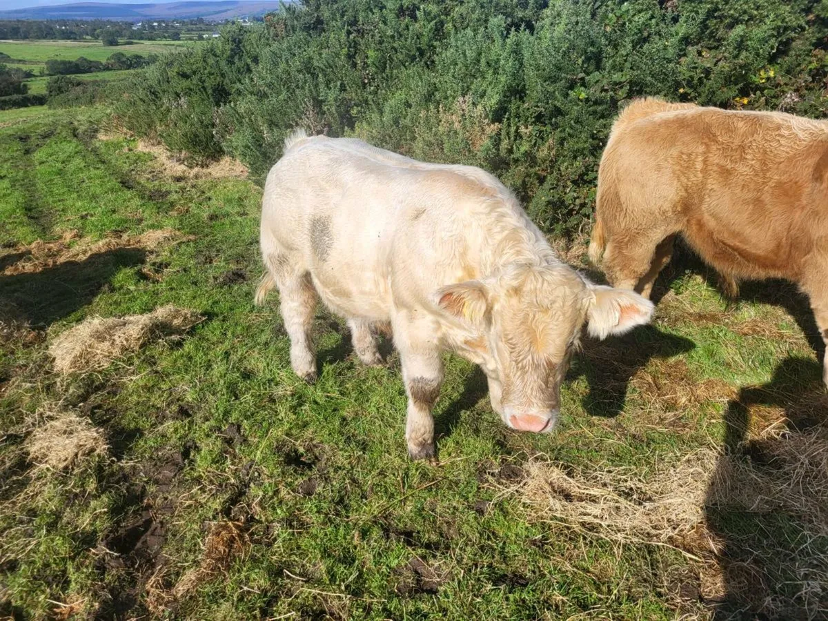 Weanling bulls - Image 3