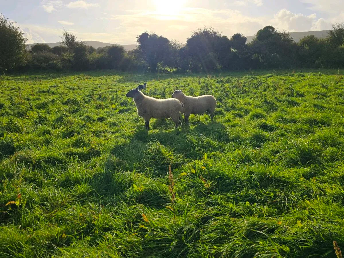 Bleu Du Maine Hogget Rams Shearlings - Image 3