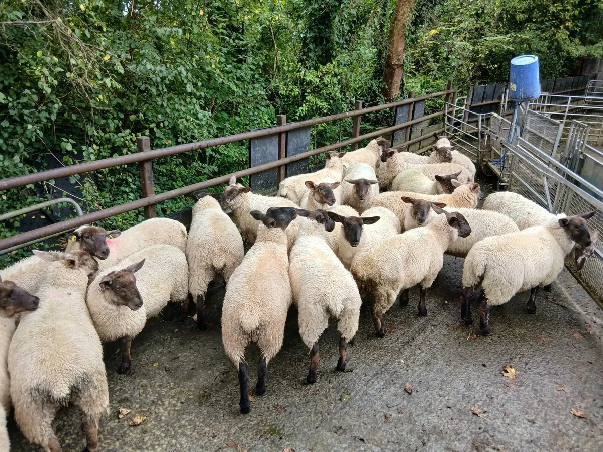 Cheviot mule x Suffolk ewe lambs - Image 3