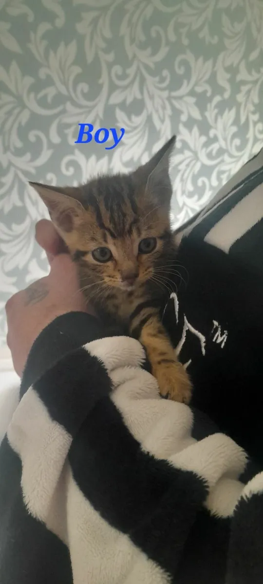 Tabby Kittens - Image 1