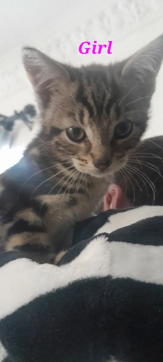 Tabby Kittens - Image 2