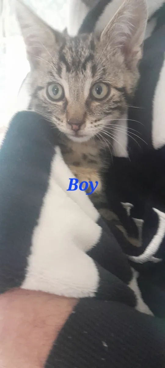 Tabby Kittens - Image 3