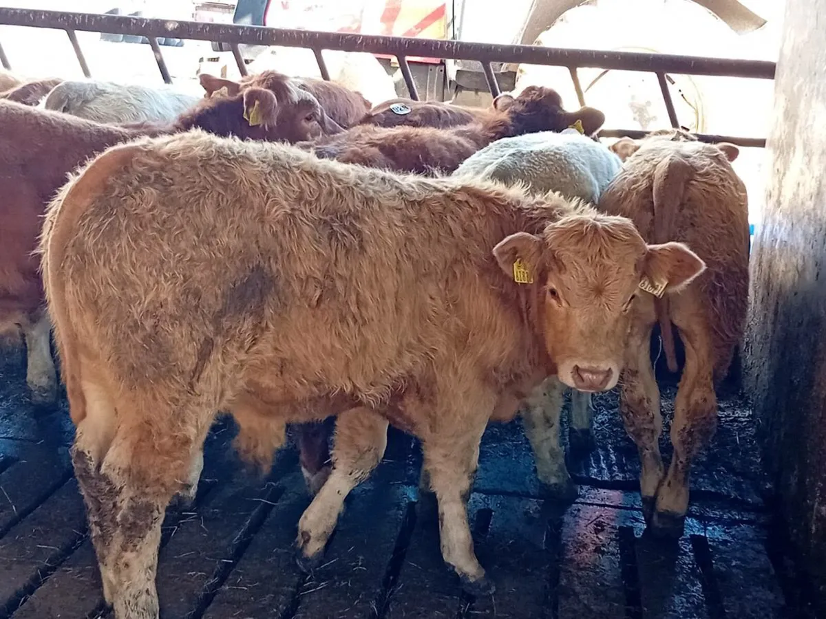 12 Smashing Continental bull Weanlings - Image 1
