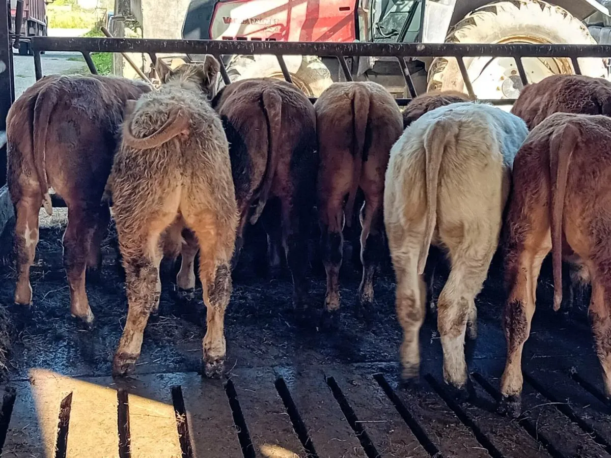 12 Smashing Continental bull Weanlings - Image 2