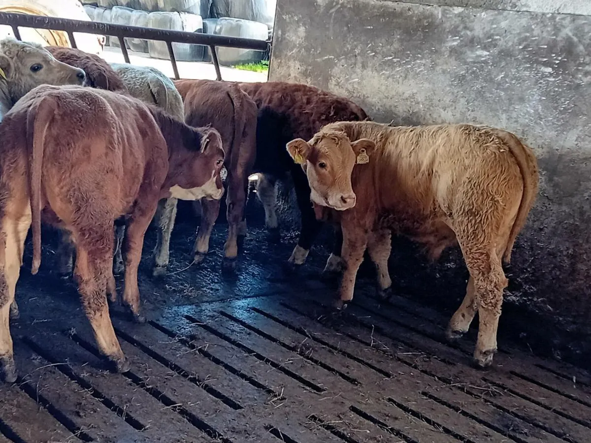 12 Smashing Continental bull Weanlings - Image 3