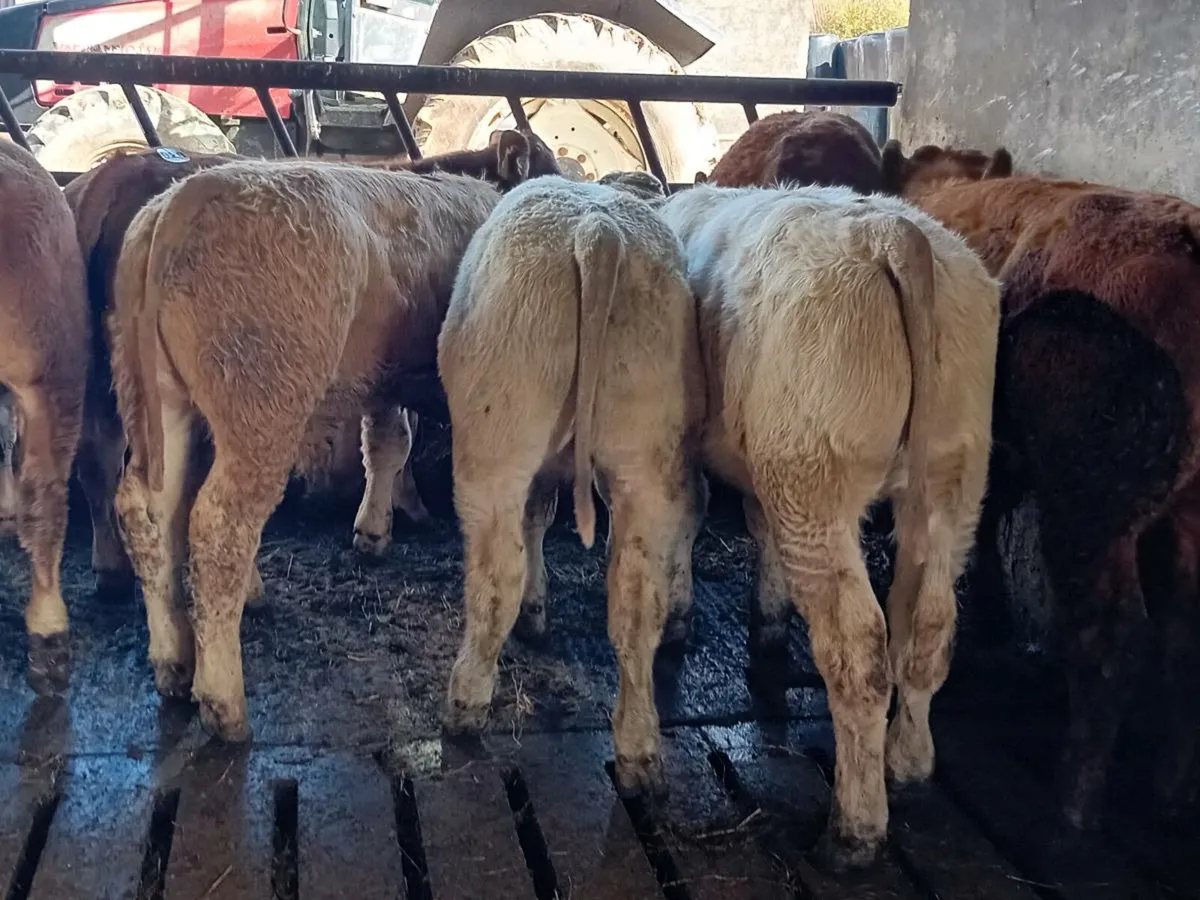 12 Smashing Continental bull Weanlings - Image 4