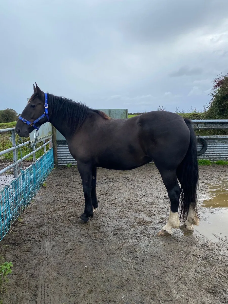 Cob cross mare - Image 1