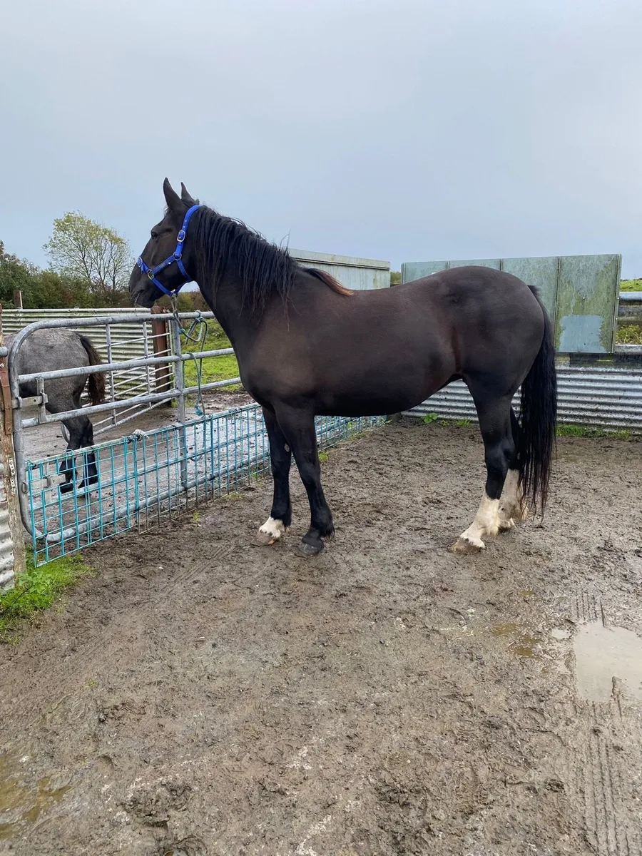 Cob cross mare - Image 2