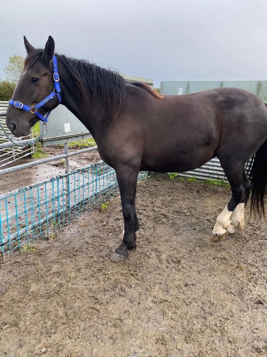 Cob cross mare - Image 3