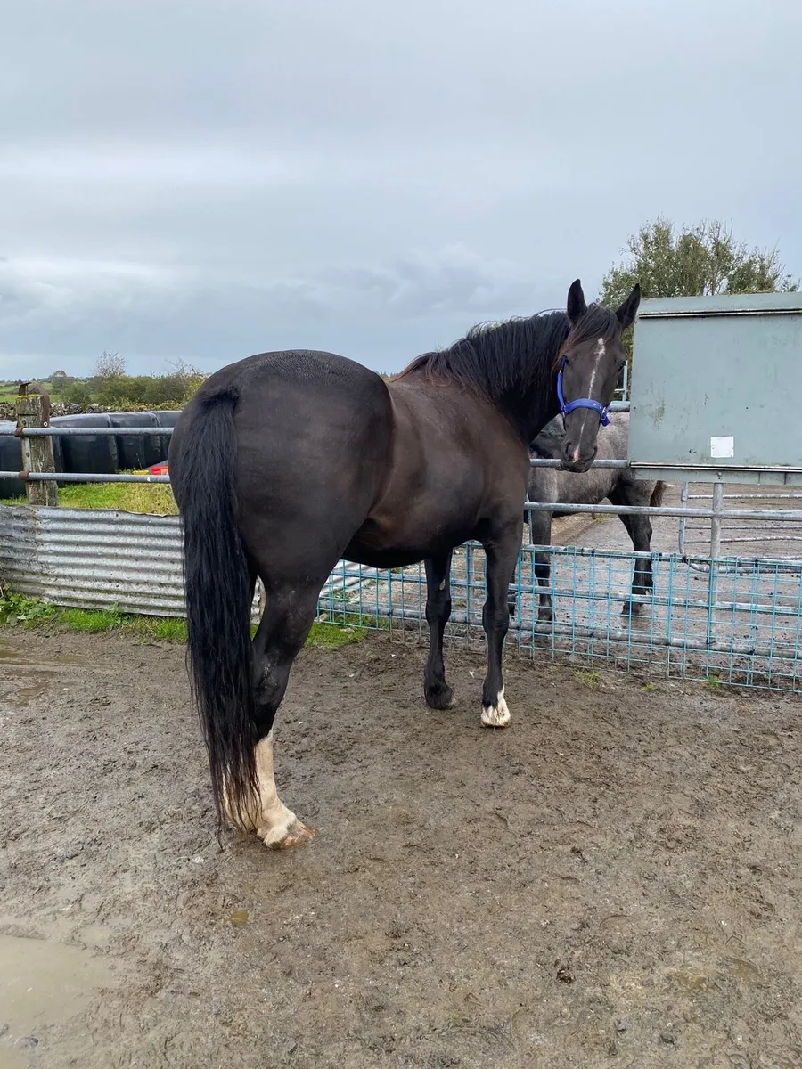 Cob cross mare - Image 4