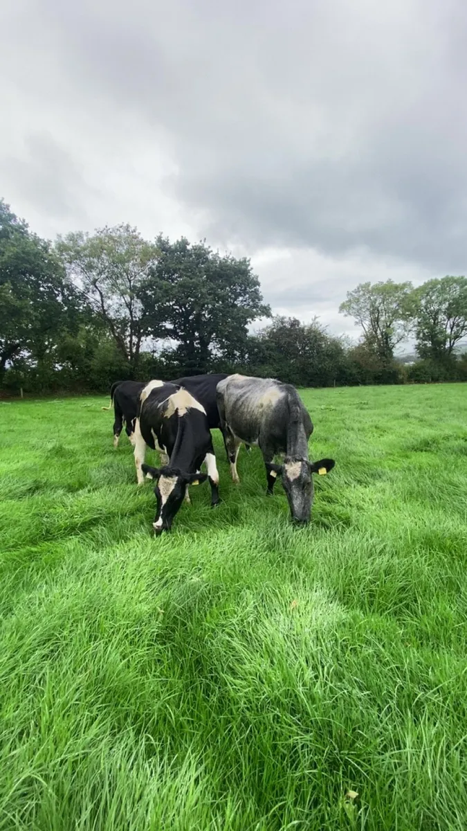 Incalf heifers - Image 1
