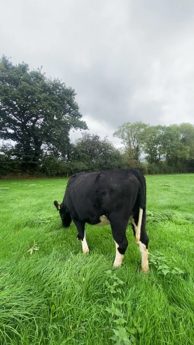 Incalf heifers - Image 2