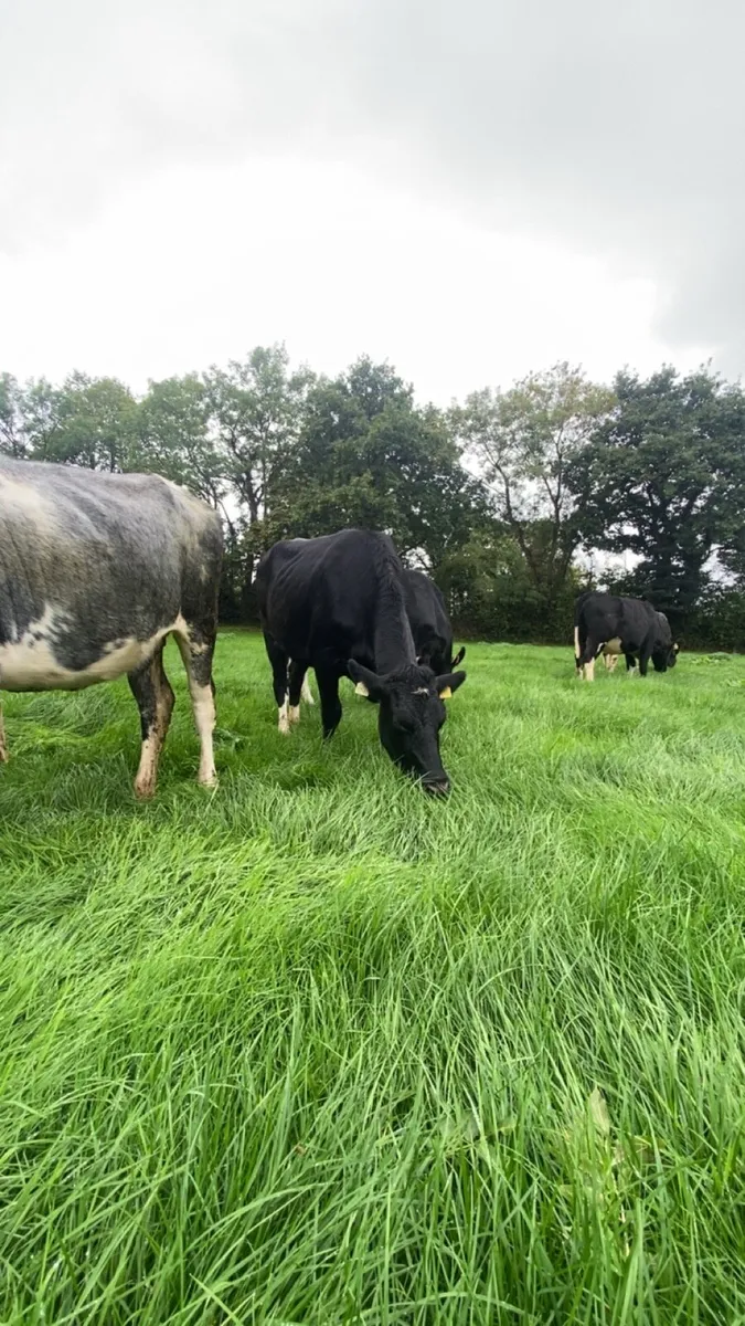 Incalf heifers - Image 3