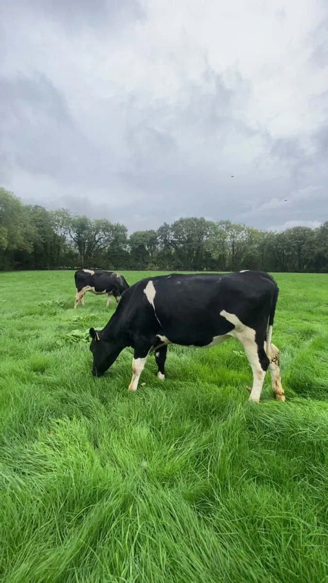 Incalf heifers - Image 4