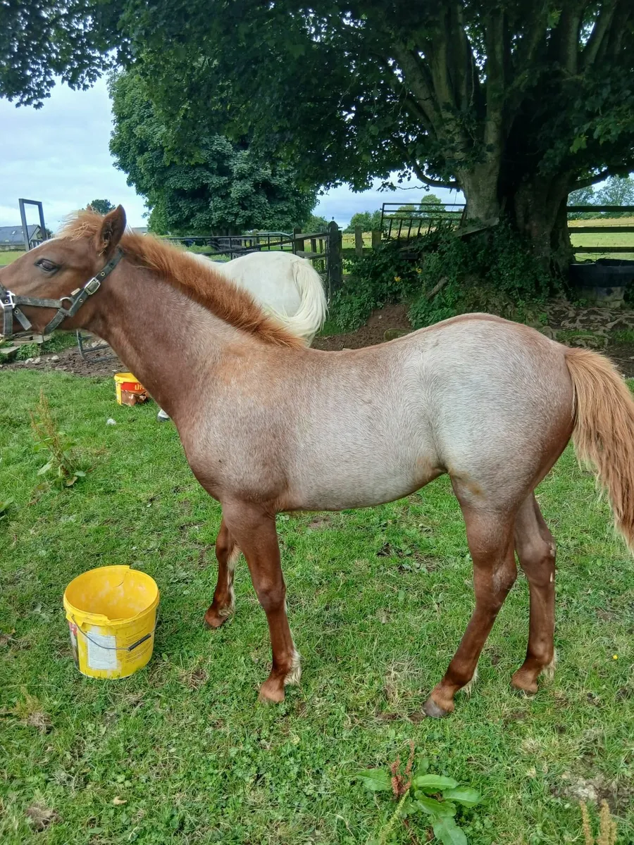 Pbr con filly.foal with certs. - Image 1