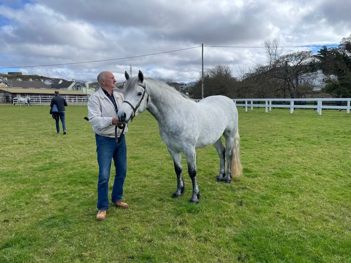 Class One Connemara stallion - Image 1