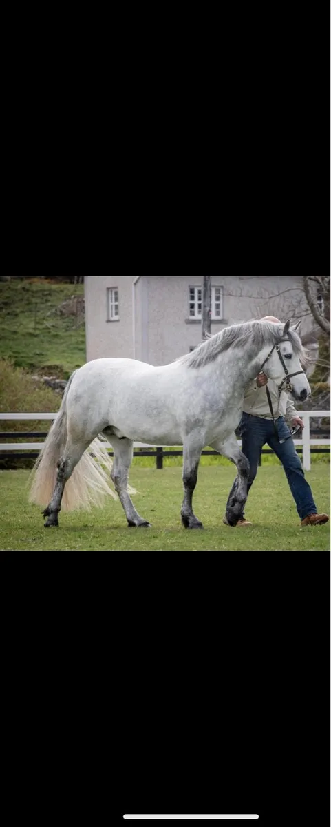 Class One Connemara stallion - Image 2