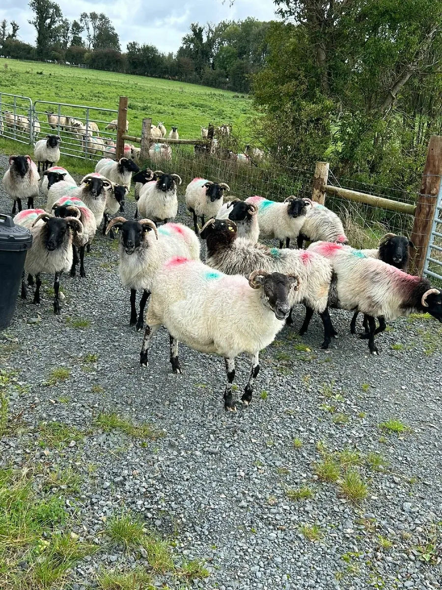 Sheep