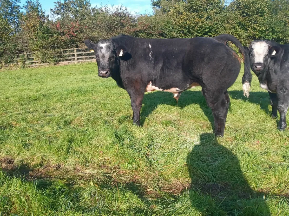 cattle - Image 2