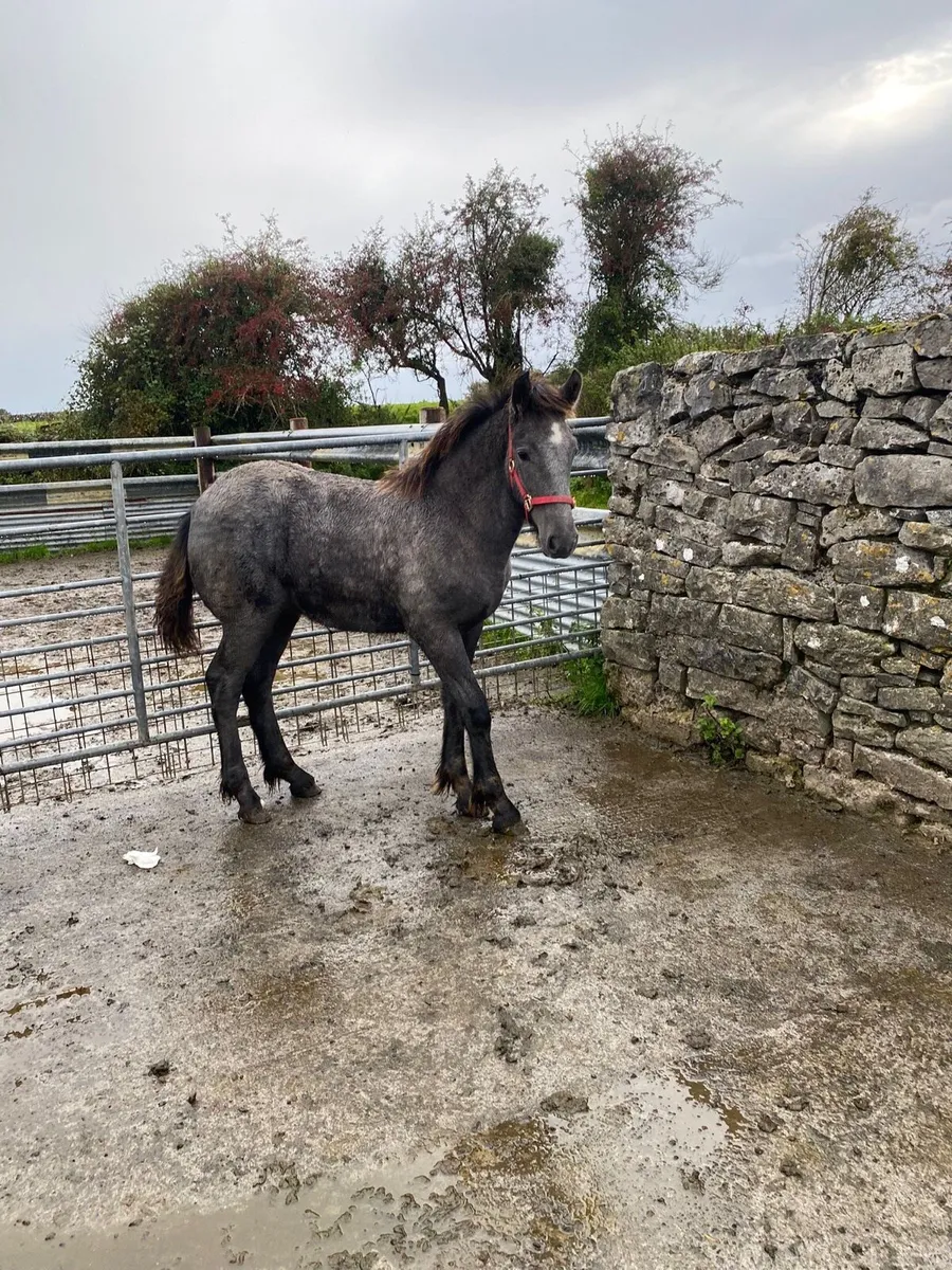 Cob cross filly foal - Image 1