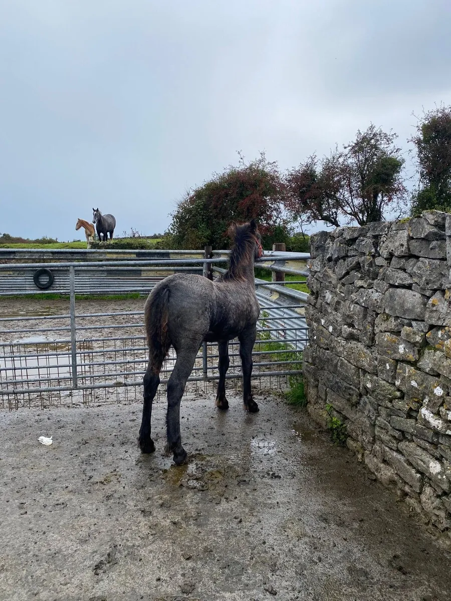 Cob cross filly foal - Image 2