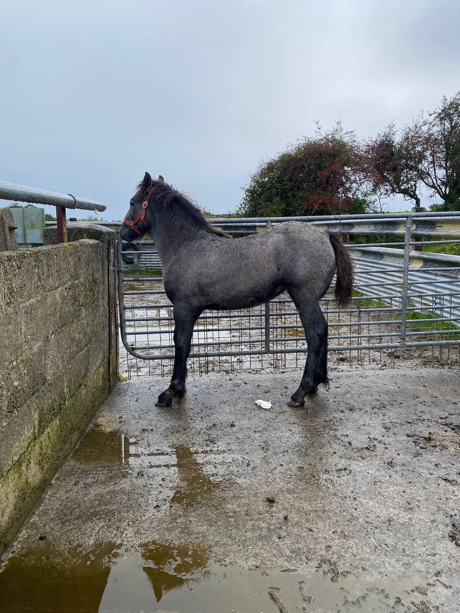 Cob cross filly foal - Image 3