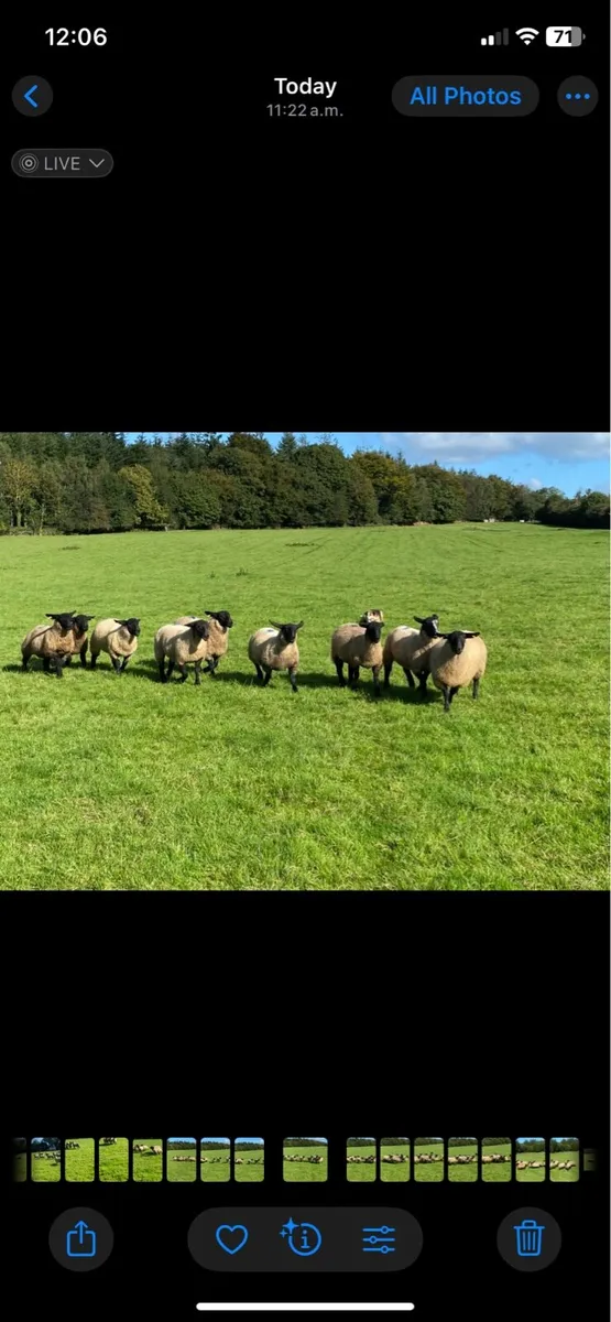 Suffolk ewe lambs - Image 1