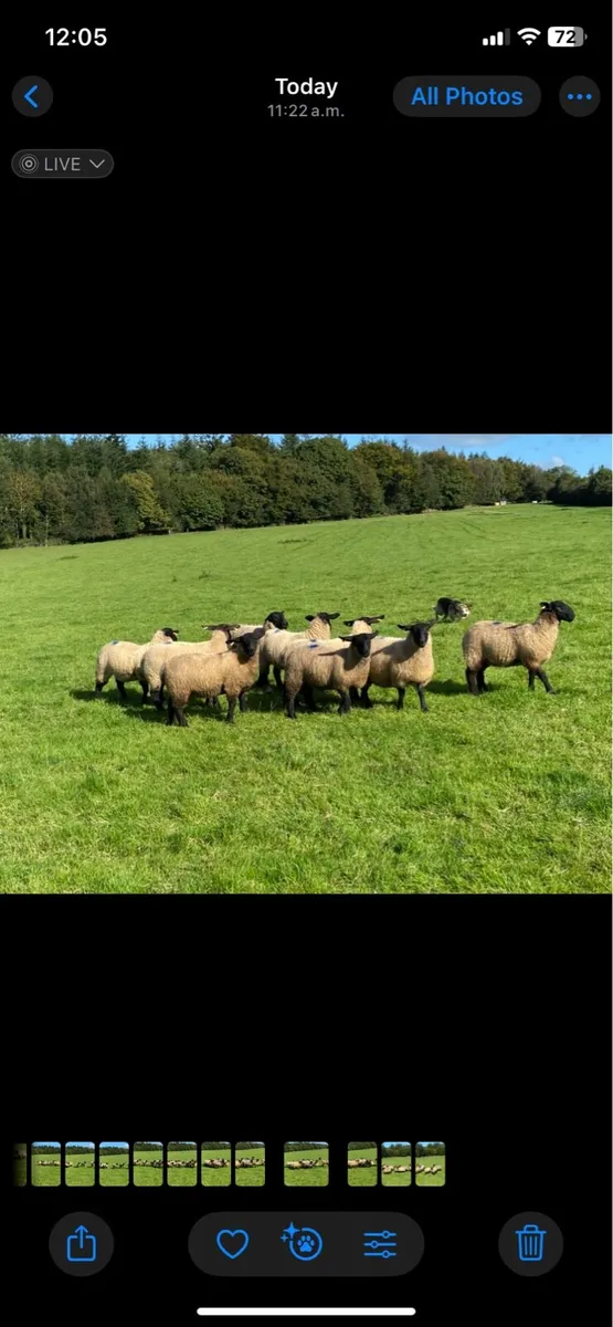 Suffolk ewe lambs - Image 2