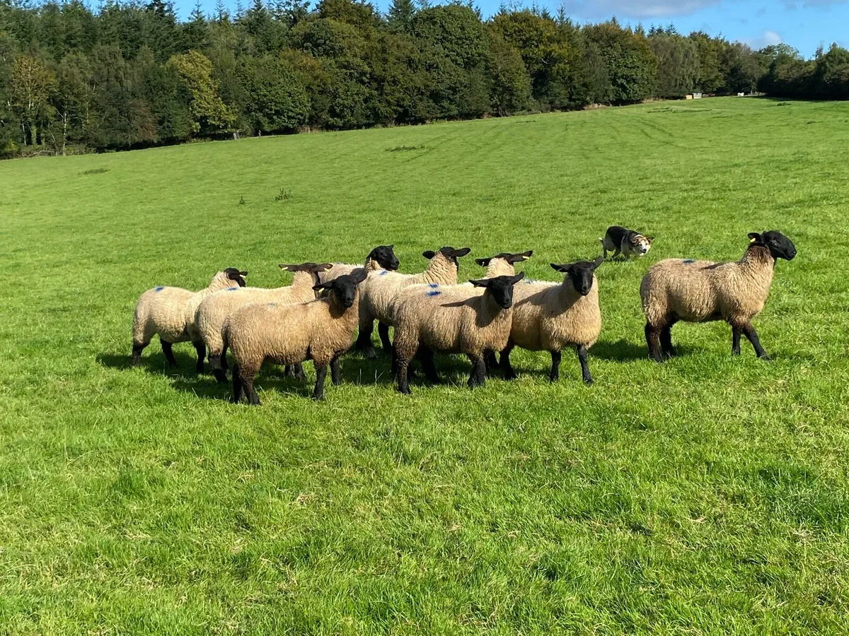 Suffolk ewe lambs - Image 3