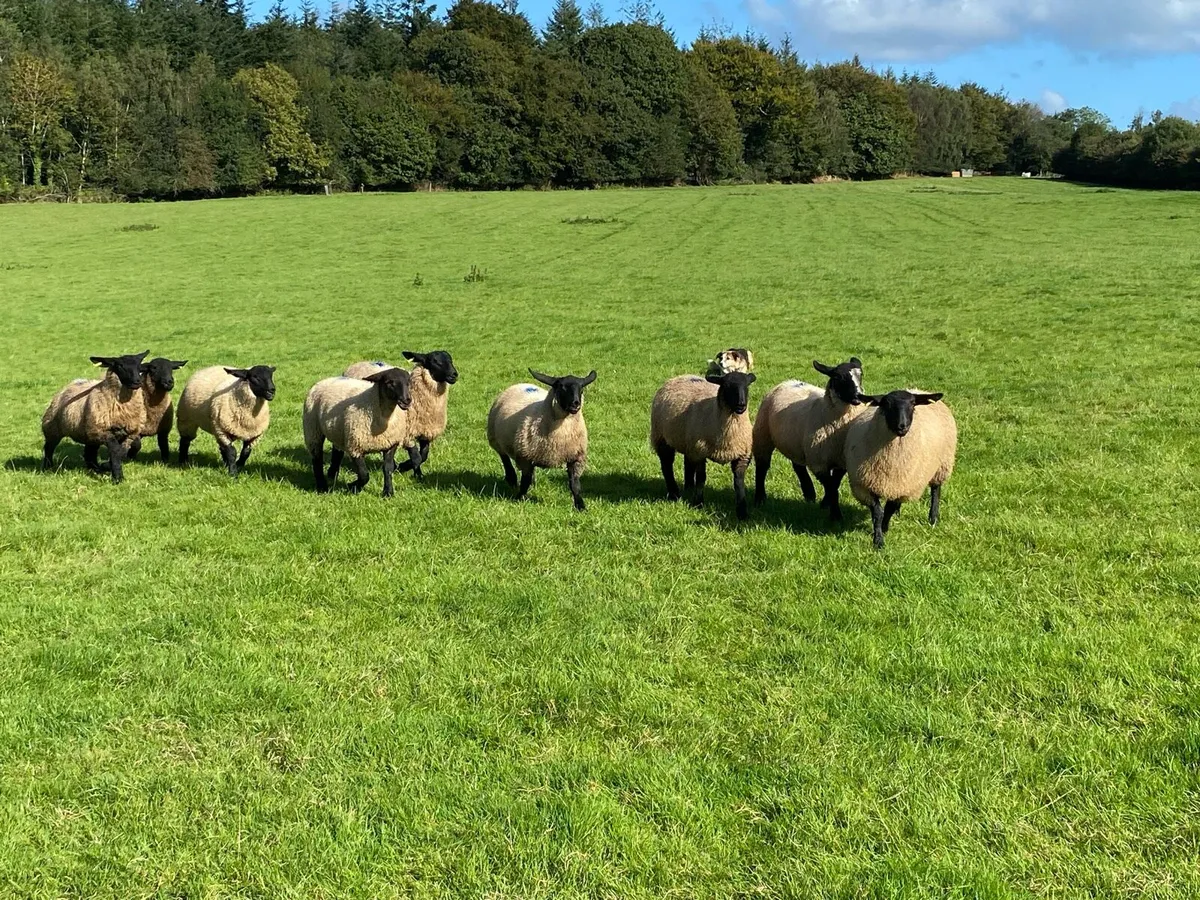 Suffolk ewe lambs - Image 4
