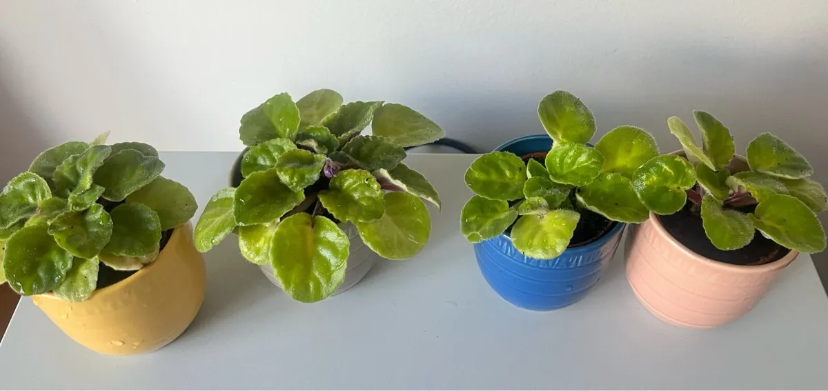 Pink & purple viola plants with ceramic pots - Image 1