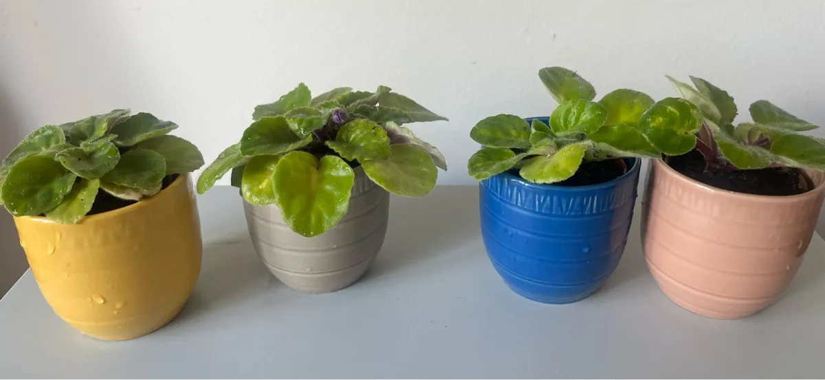 Pink & purple viola plants with ceramic pots - Image 2