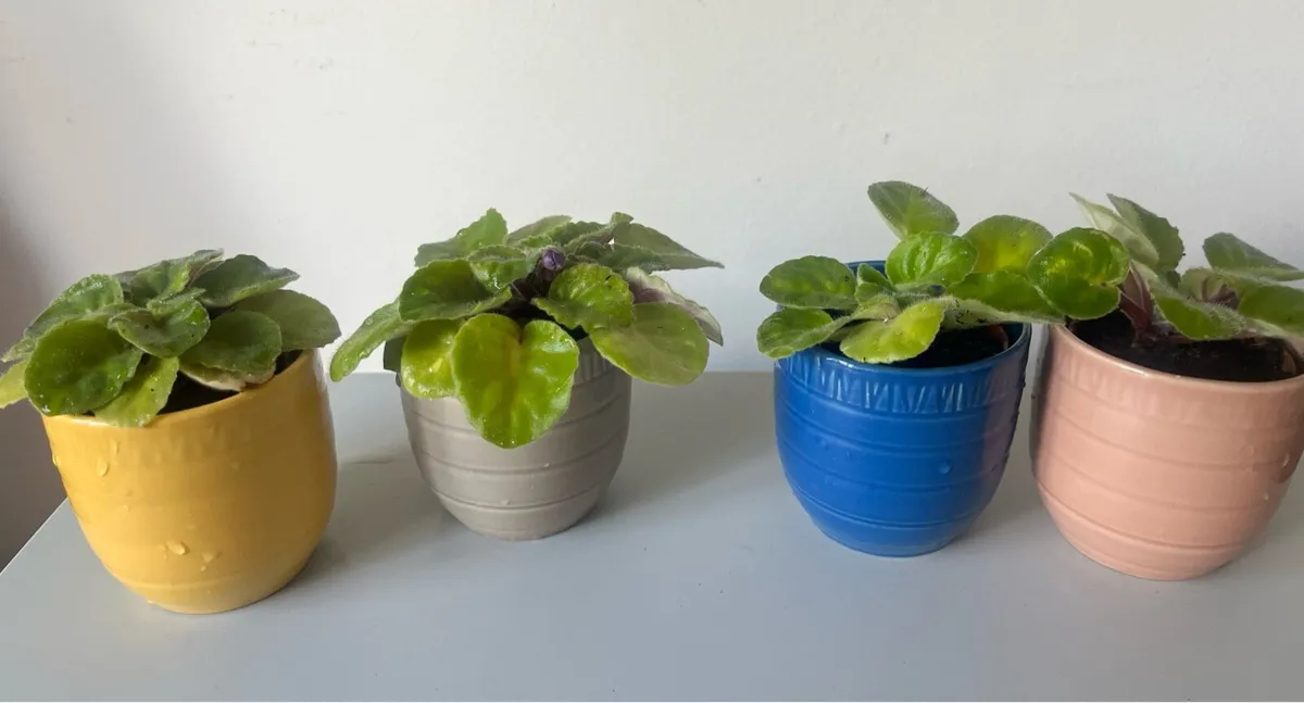 Pink & purple viola plants with ceramic pots - Image 3