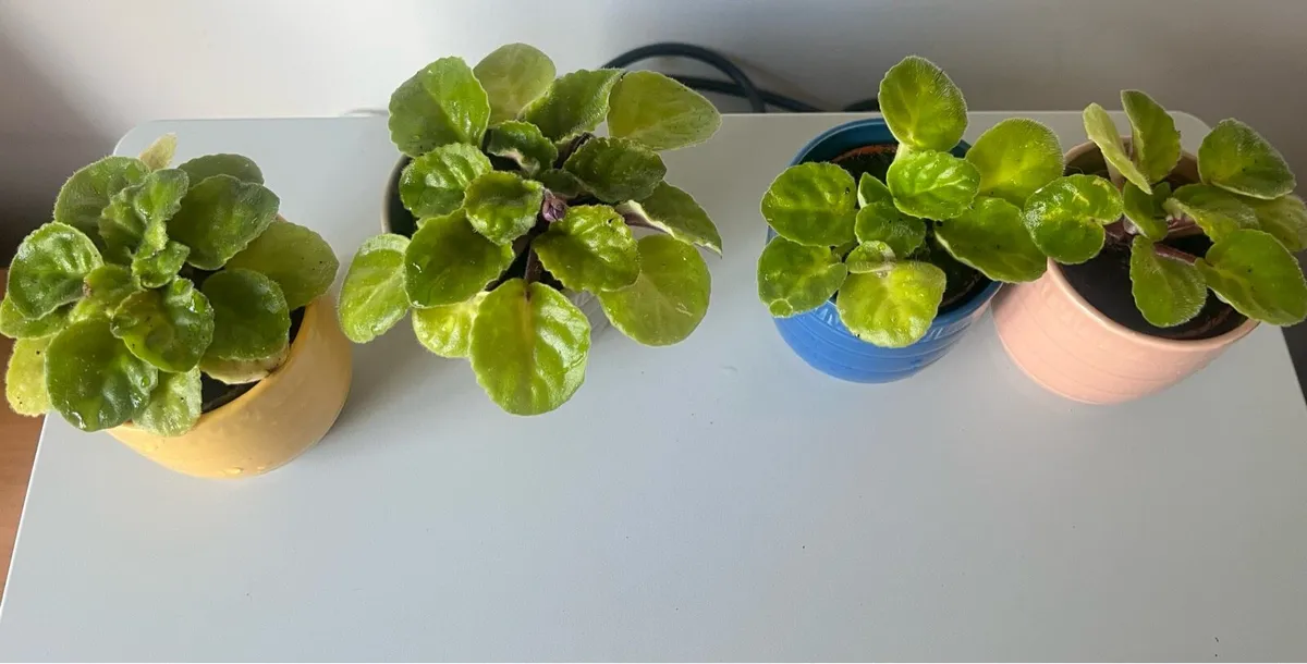 Pink & purple viola plants with ceramic pots - Image 4