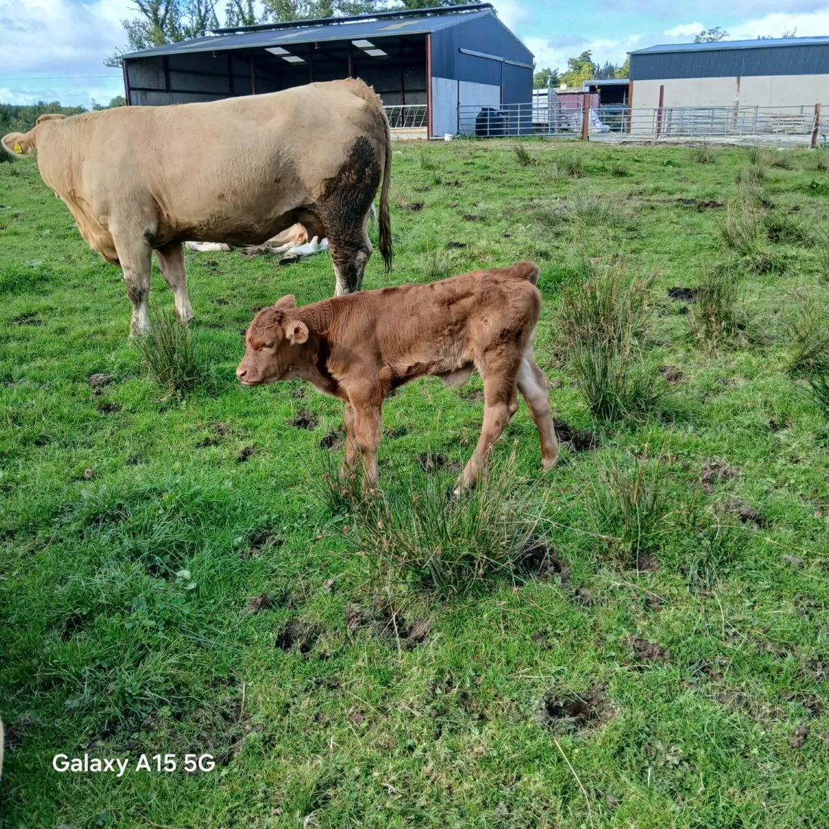 Limousine  Bull calf - Image 1