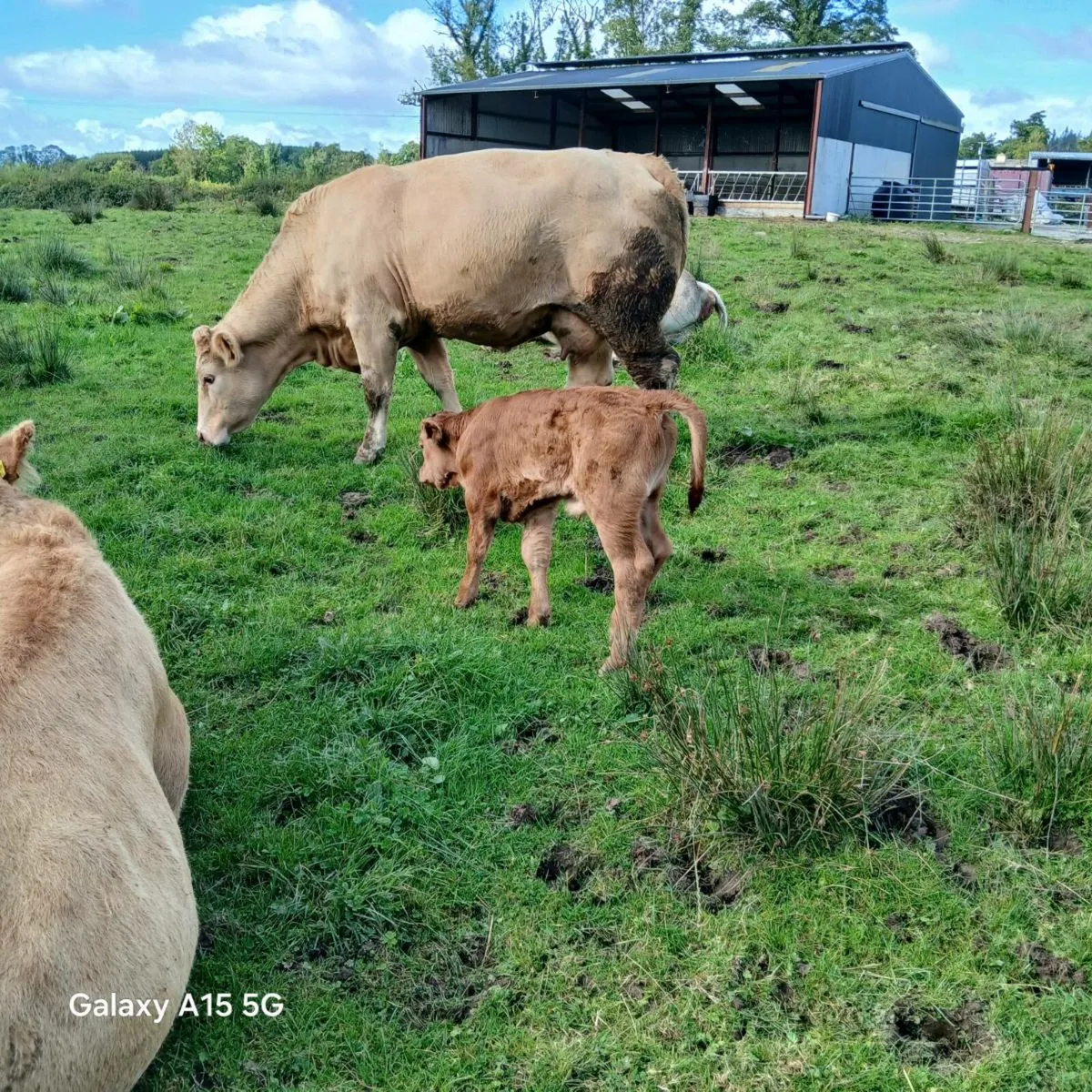 Limousine  Bull calf - Image 2