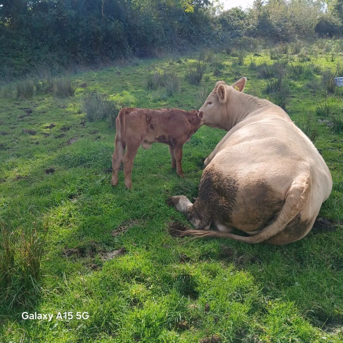Limousine  Bull calf - Image 3