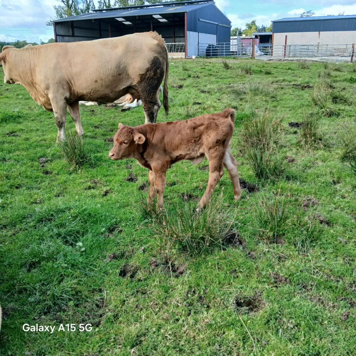 Limousine  Bull calf - Image 4