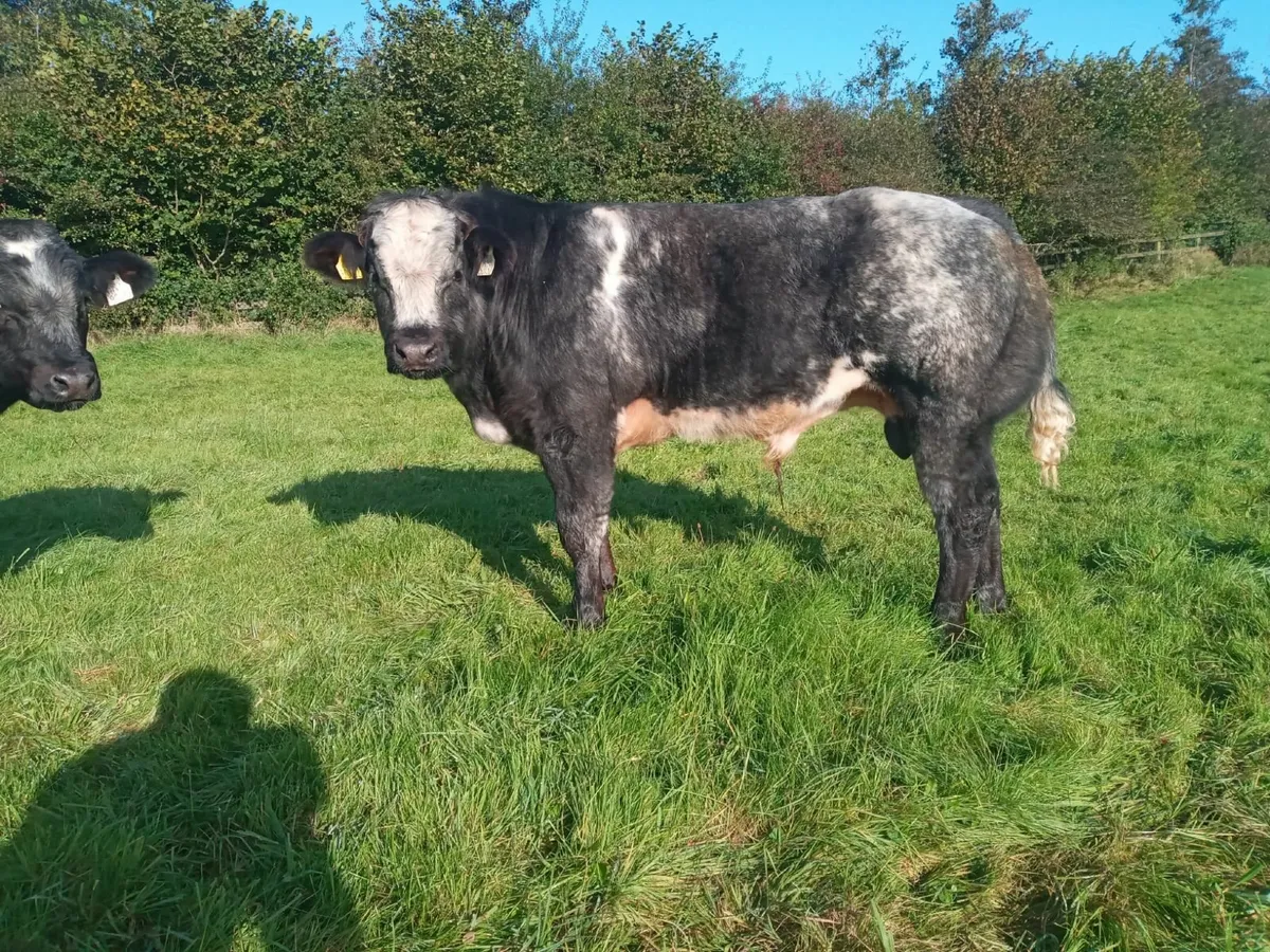 cattle - Image 4