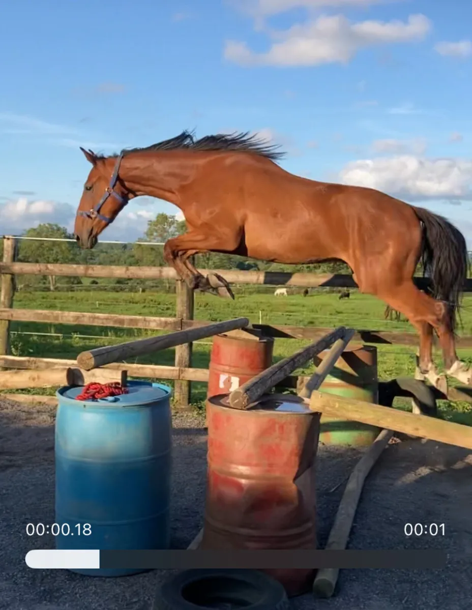 3 Year Old Geling 16’2 hands