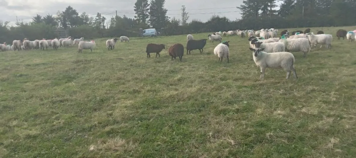 85 ewe lambs - Image 1