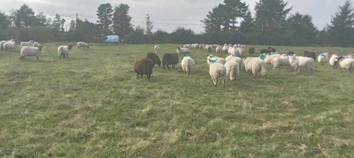 85 ewe lambs - Image 2