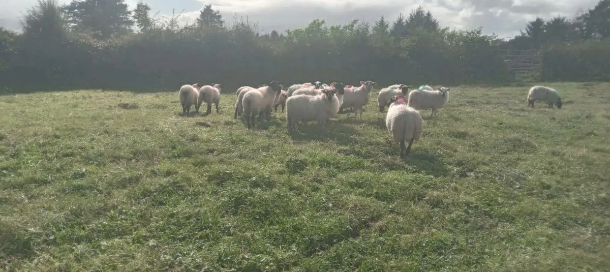 85 ewe lambs - Image 3