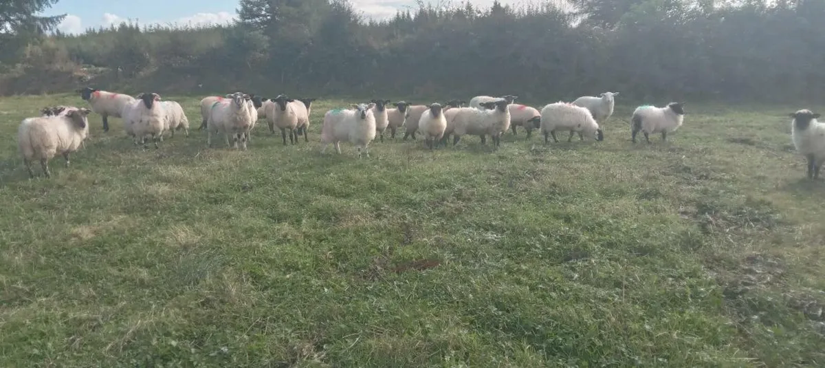 85 ewe lambs - Image 4