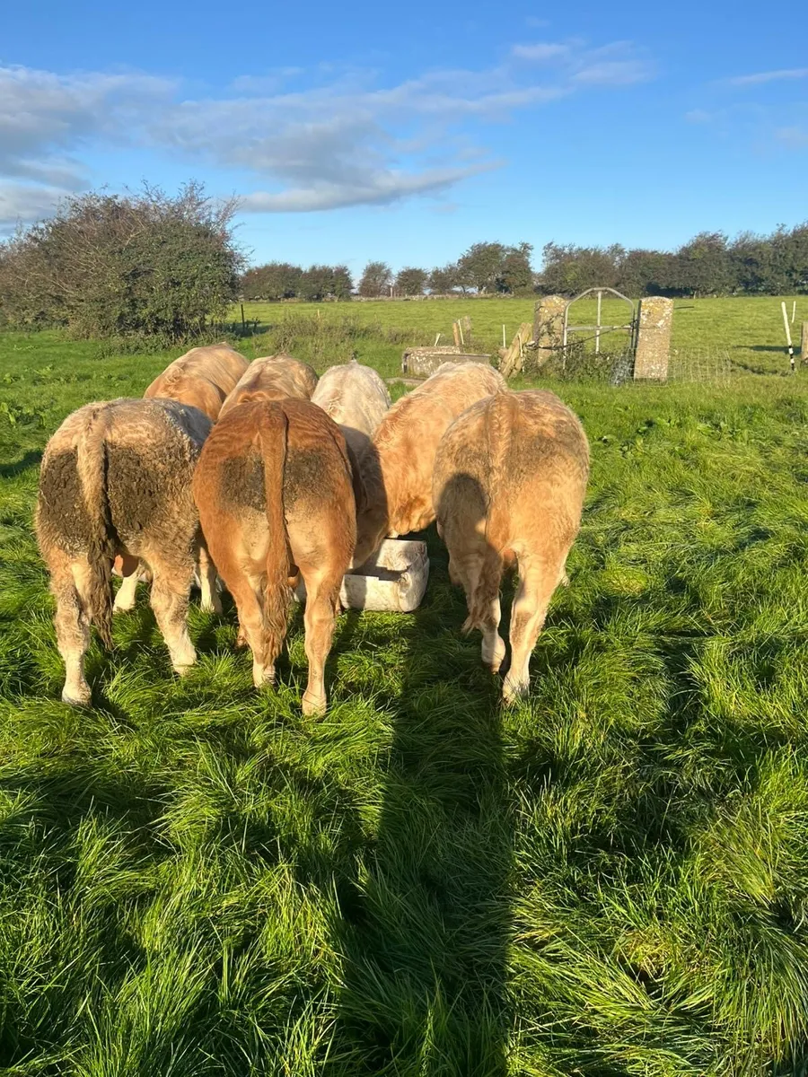 Weanling Bulls Roscommon Mart Sept 23rd - Image 1